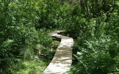 New Boardwalk and Stairs at Dunham’s Brook Conservation Area
