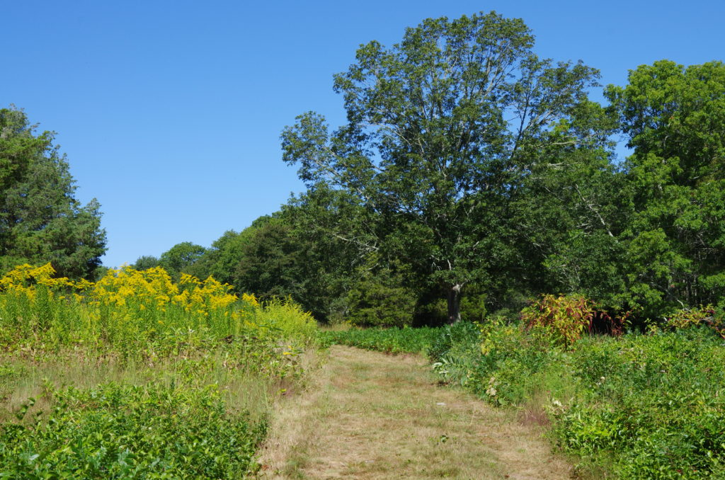 Six Acre Upland Meadow Planned for Herb Hadfield Conservation Area