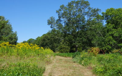 Six Acre Upland Meadow Planned for Herb Hadfield Conservation Area