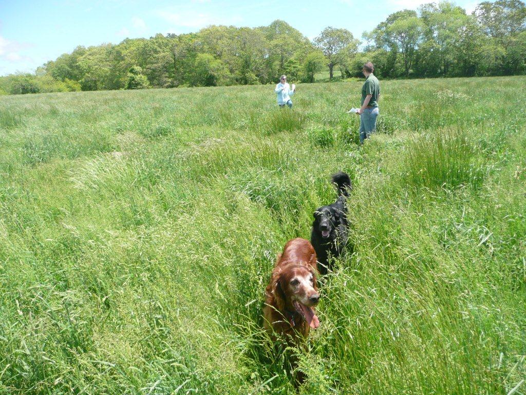 Pooches at the Pond