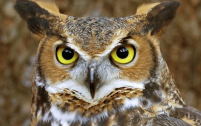 Owl Prowl with the Paskamansett Bird Club