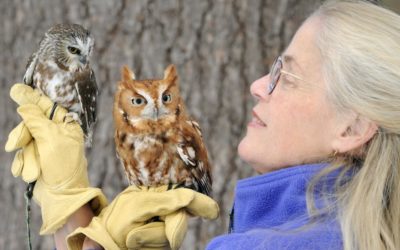 Eyes on Owls: A Live Owl Show! April 7th at 10am and 1pm