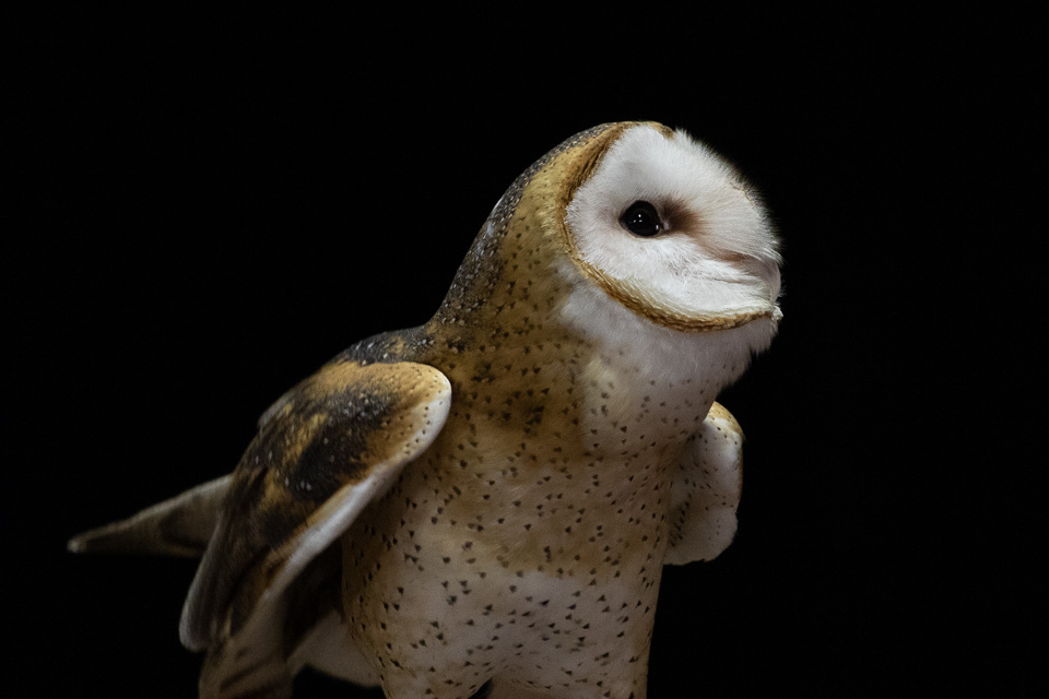 Finding Owl Pellets - Wonder-Filled Days