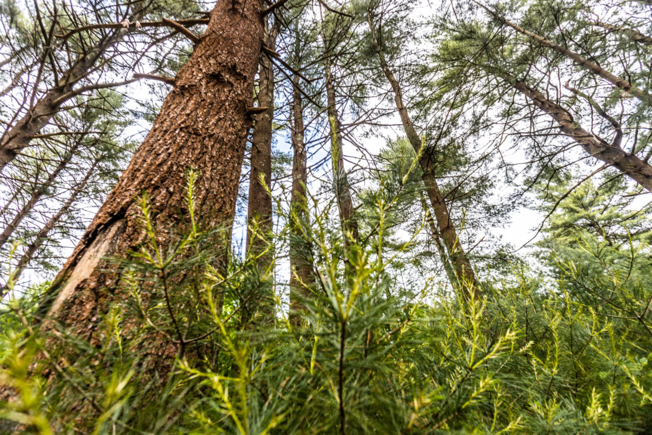 Tree/Plant Identification Walk - Westport Land Trust