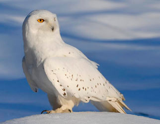 Snowy Owl in winter scene