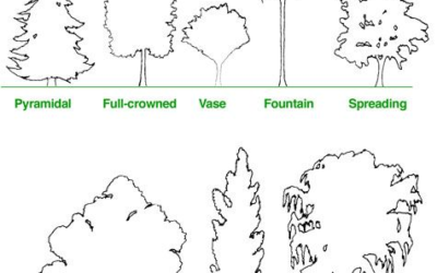 Nature’s Architecture: Trees Structure and Identification