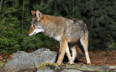 Coyotes: Westport’s Wild Canines
