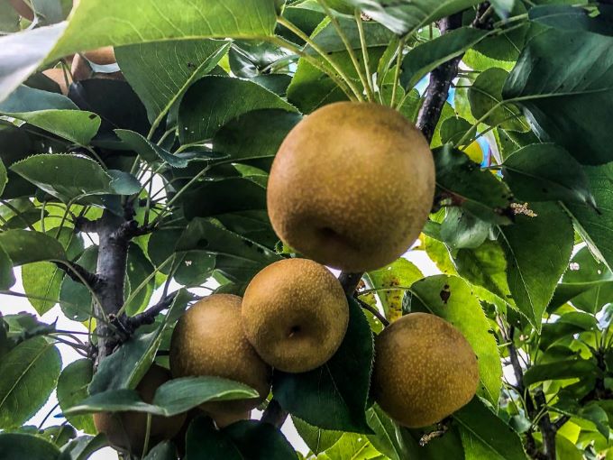 Asian pears on green leaves Mill Pond