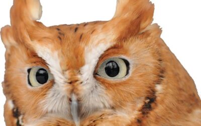 Eyes on Owls 2024