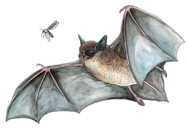 Bats Before Bedtime