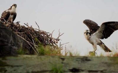 Osprey Monitoring Lecture