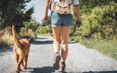 Paws on the Trail: Dog Walk at Noquochoke