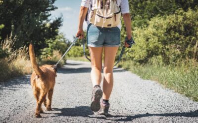 TRAIL EXPLORERS: Dog Days of Summer: Dog Walk at Noquochoke