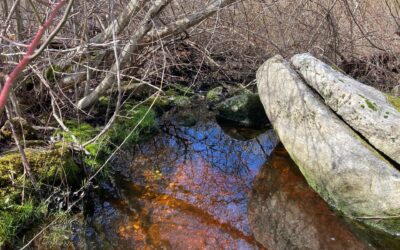 Preserving Land in Westport