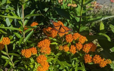 Celebrating Pollinators: Monarchs in the Garden