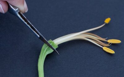 Nature Detectives: Dissecting A Flower