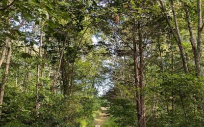 Early Fall at Westport Woods