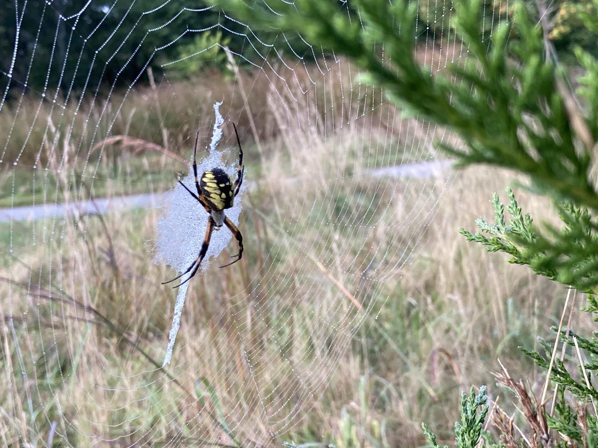 Autumn Naturalist’s Corner