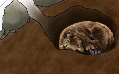 Creating a Hibernating Habitat Craft