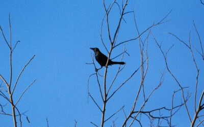 The Early Bird: Fundamentals of Birding