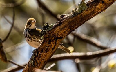 What’s the Birdcast for March?