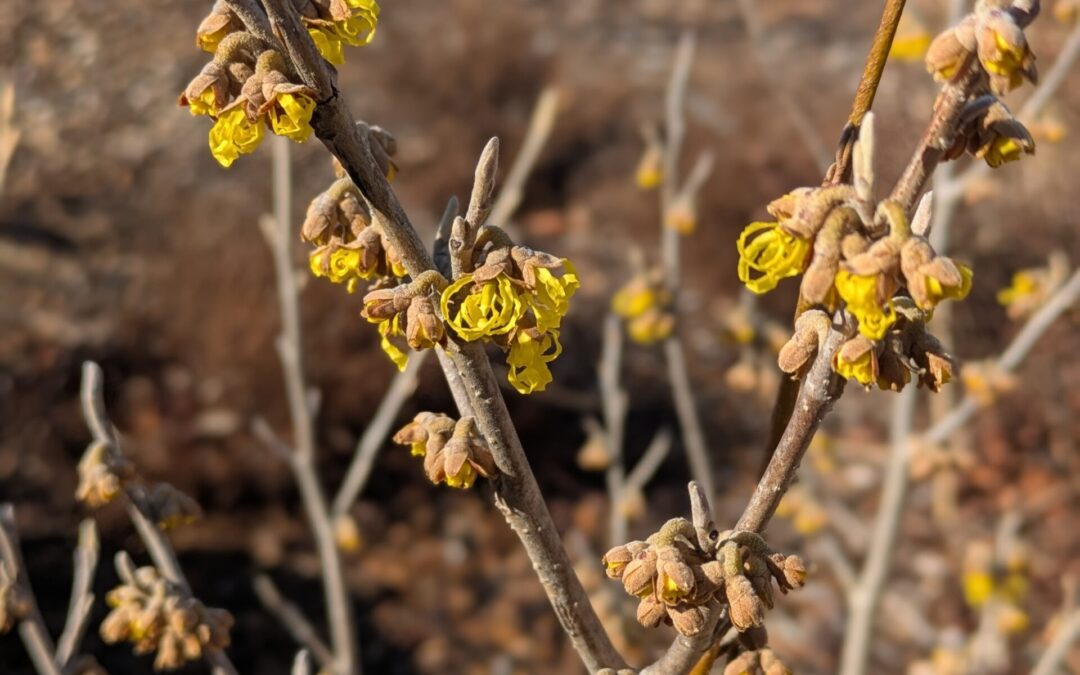 shaggy golden flowers hang from brown winter twigs