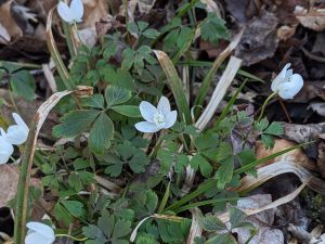 Spring Blooms at Herb Hadfield