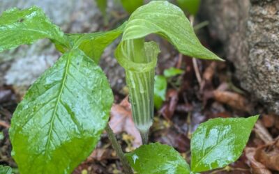 What’s Growing in May?