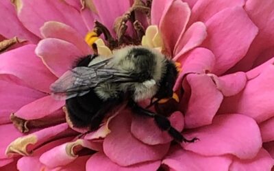 Busy as Bees: Investigating Pollinators