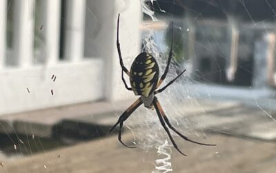 Bug Hunt: Creepy Crawlies in Your Backyard