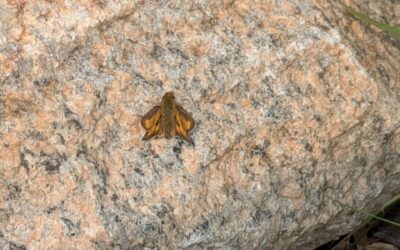 Buggin’ Out with Pollinators