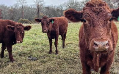 Member Appreciation Program: Grazing Cows for Healthy Soil