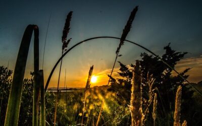 Summer Solstice Celebration