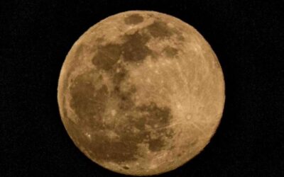 Full Moon Walk: Moths and the Harvest Moon