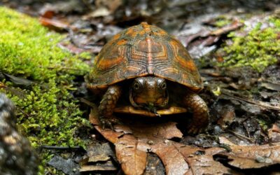 Preserving Prime Farmland and Pristine Habitat