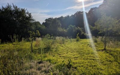 Edible Landscapes