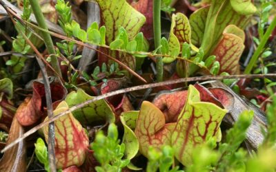 Member Appreciation Program: Bog Plants of Westport