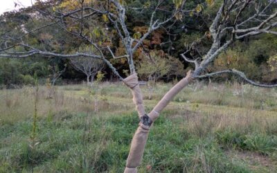 Fall Tree Care