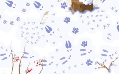 Animal Signs at Westport Woods