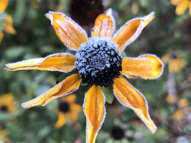 Native Plants Make a Vibrant Landscape
