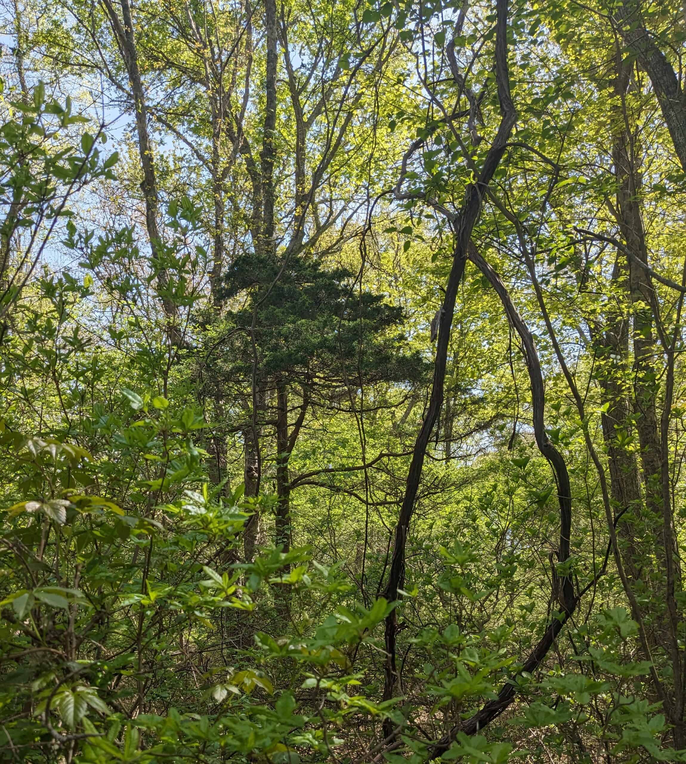 Preserve 18 Acres of Upland Forest