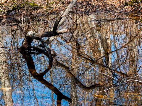 Stewardship for Vernal Pools