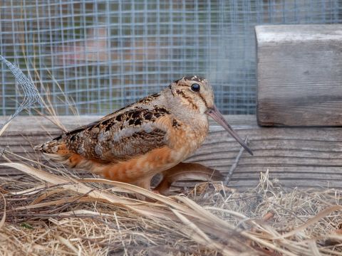 On the Hunt for Signs of Spring