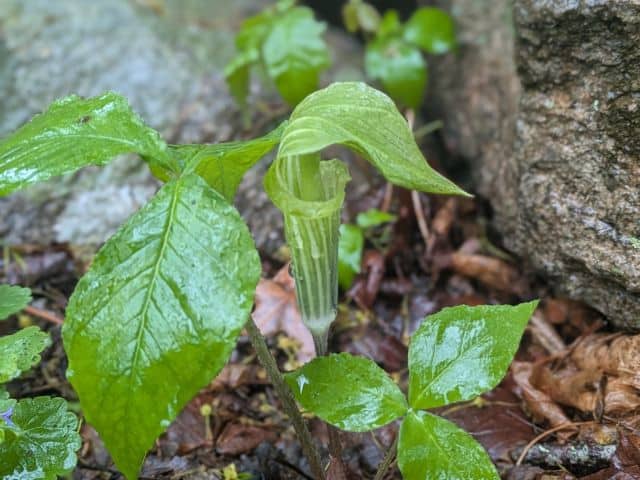 Spring Blooms at Herb Hadfield