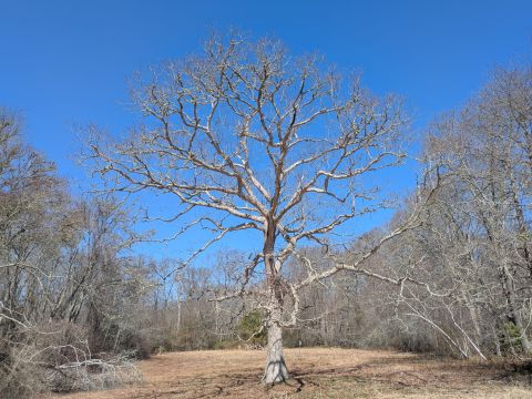 Tree Identification Walk