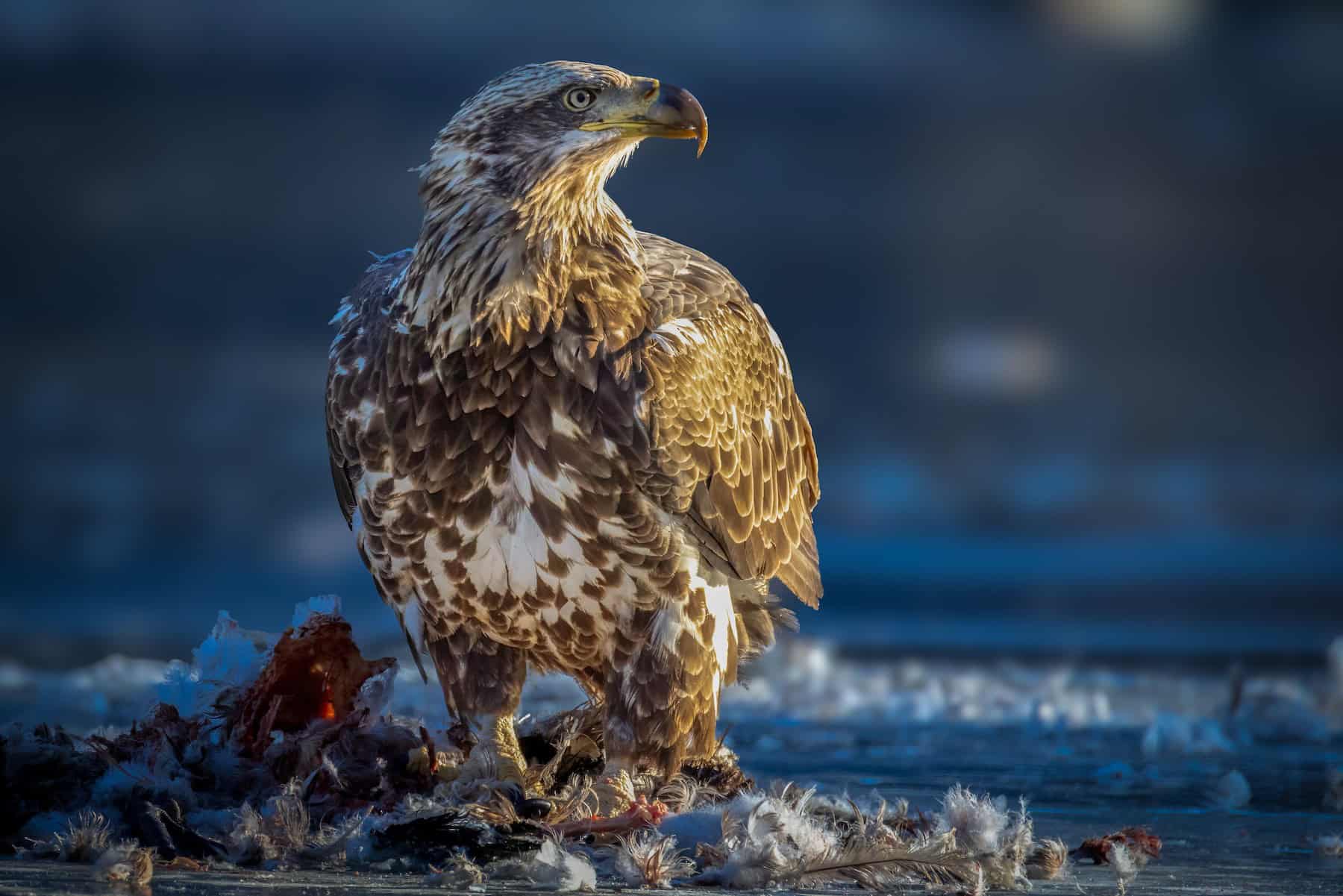 Bi-Weekly Bird Walk at Westport Woods