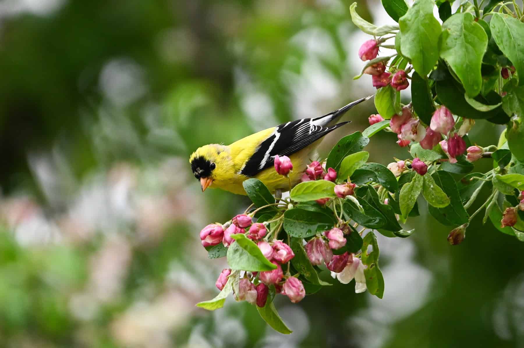 Bi-Weekly Bird Walk at Westport Woods