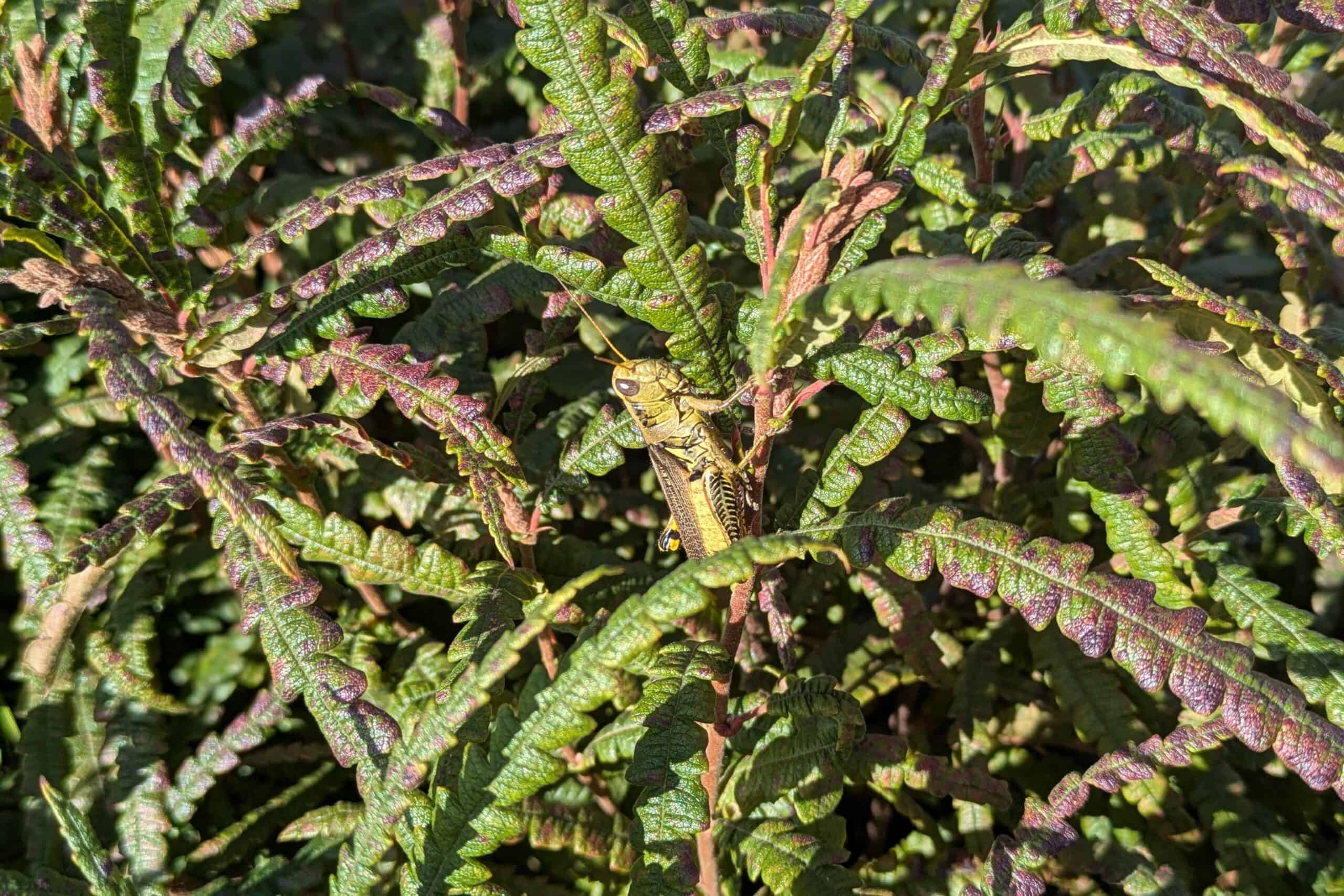 Bugging Out! An Autumn of Insects