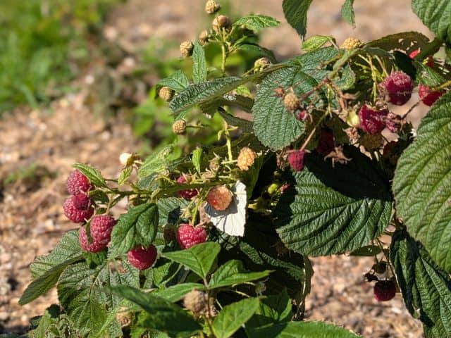 Seasonal Stewardship Wrap-Up