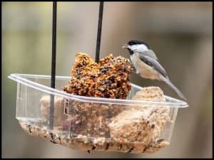 Winter Bird Feeder Workshop